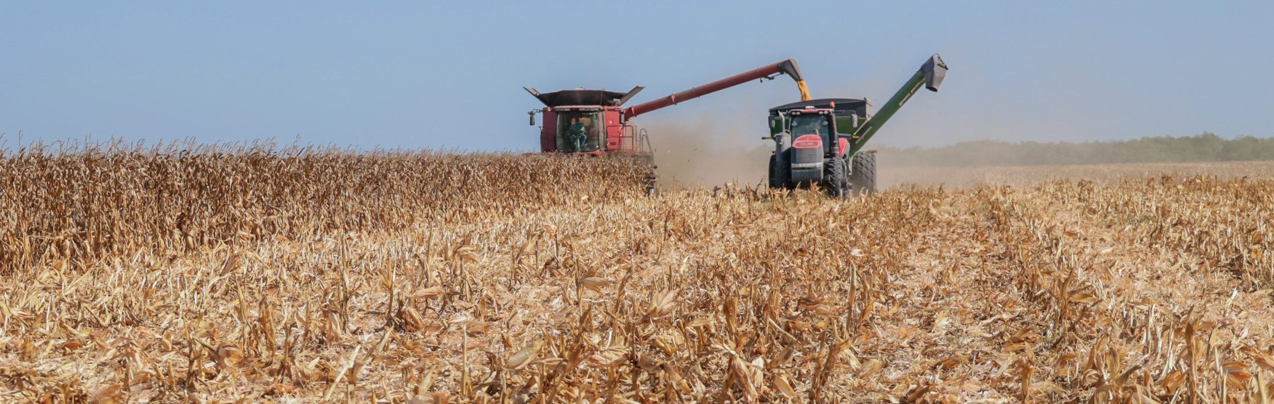 An Insider Look at Corn Harvest