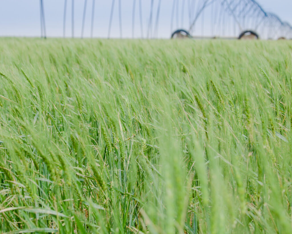 a field with irrigation equipment in the background