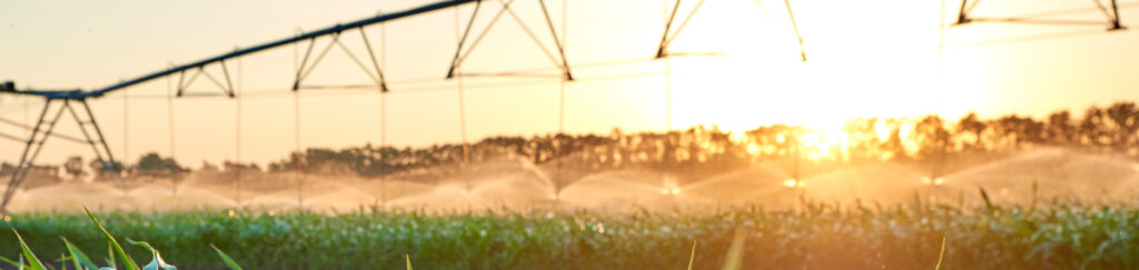 Corn field with irrigation equipment and setting sun
