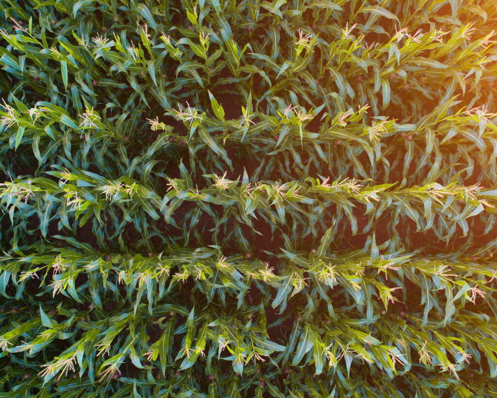 Aerial view of corn filed