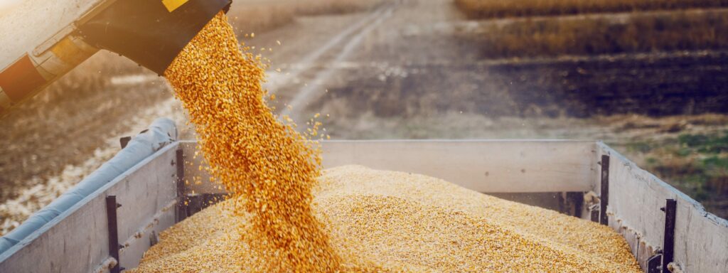 Corn falls from an auger into a wagon