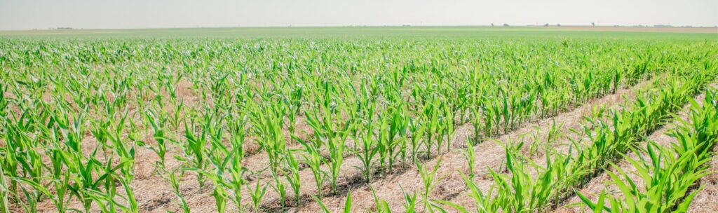 Corn growing in a field in Texas