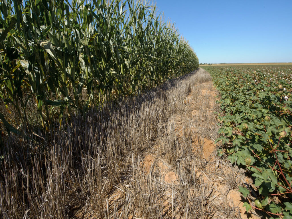 Corn in a field