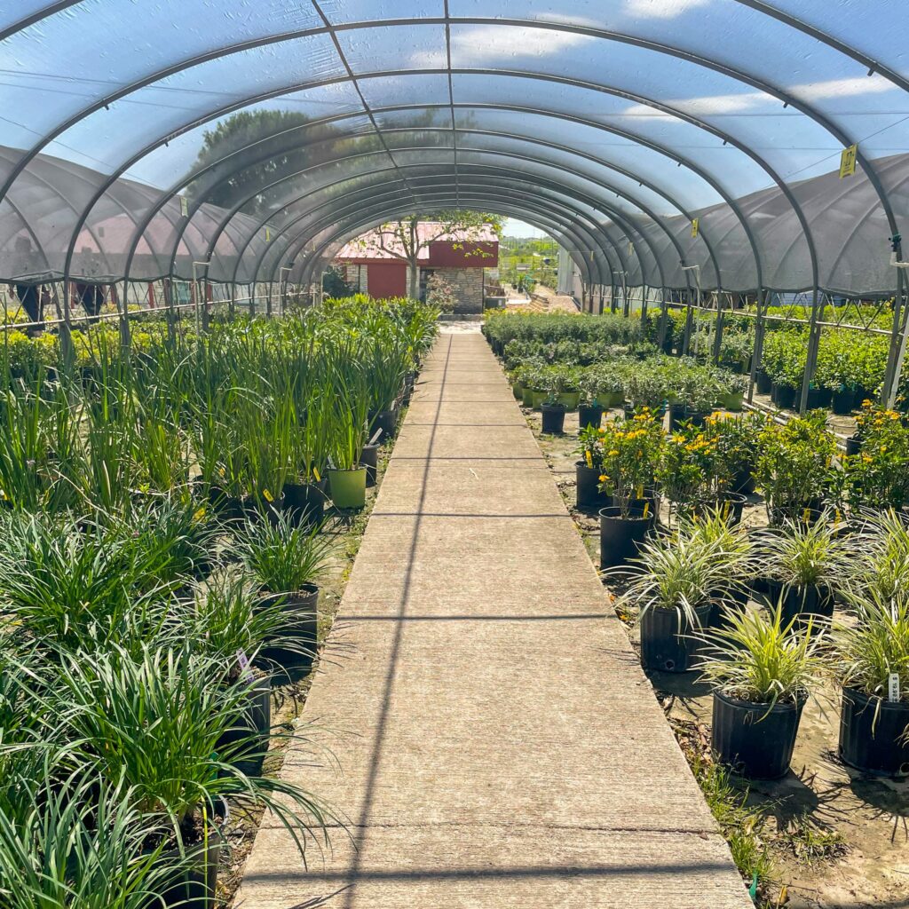 plants inside a greenhouse