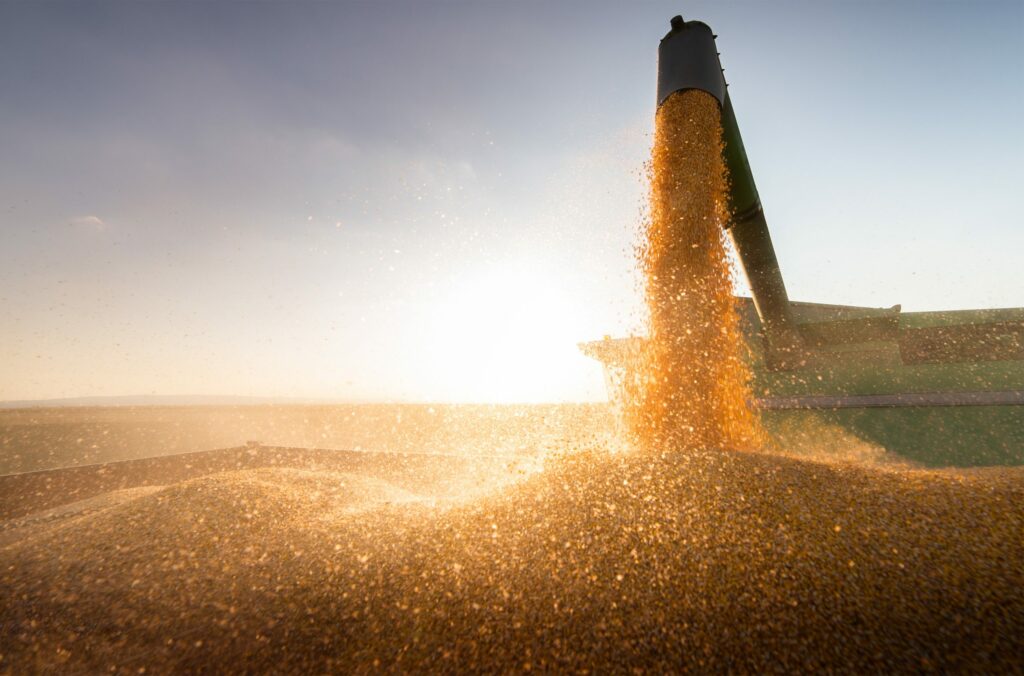 Combine harvester harvesting corn at twilight