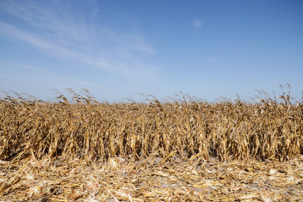 Late season corn ready to harvest.