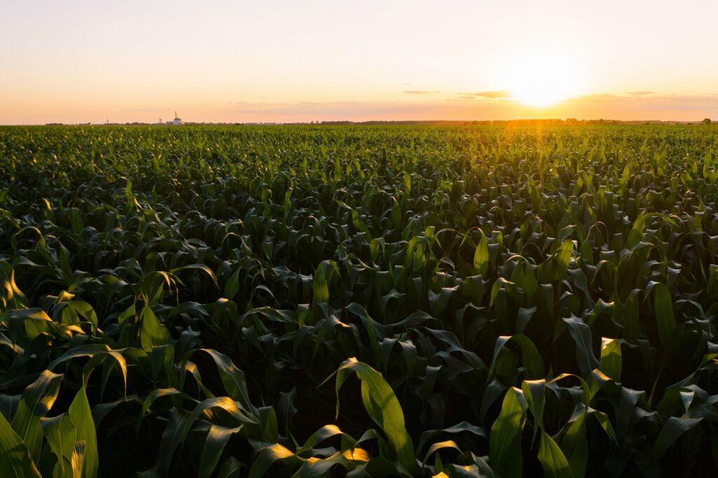 Aerial view of the green corn field.