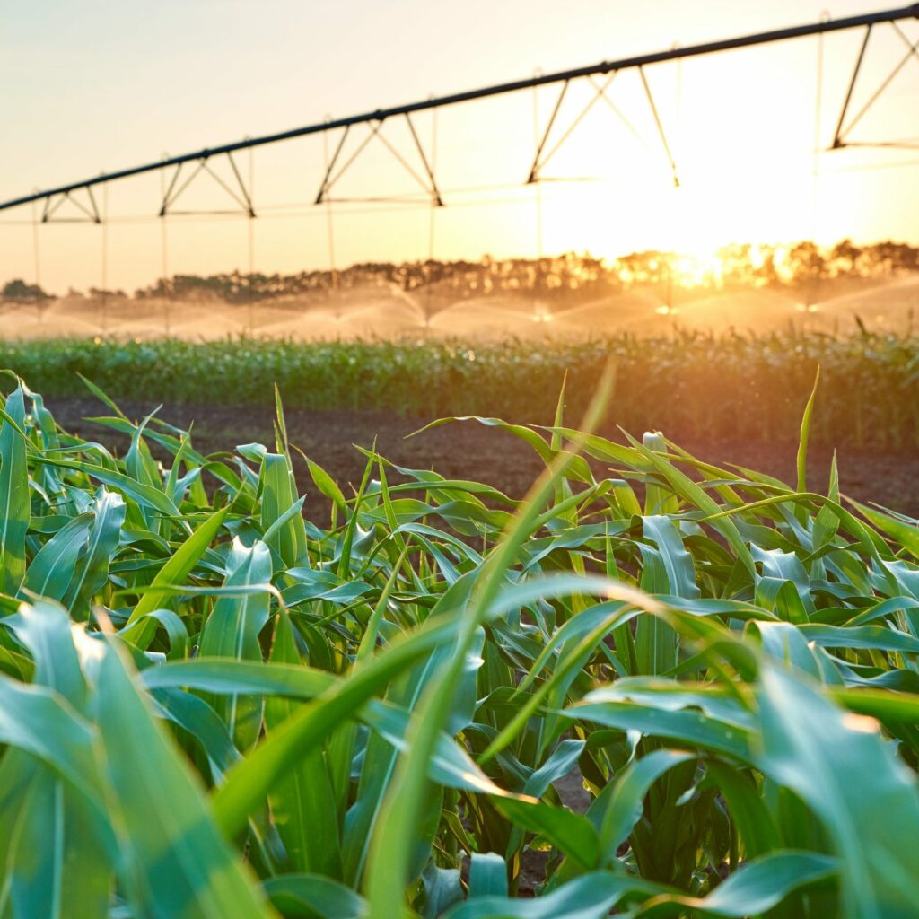 A field with corn and an irrigation system spraying water in the background.