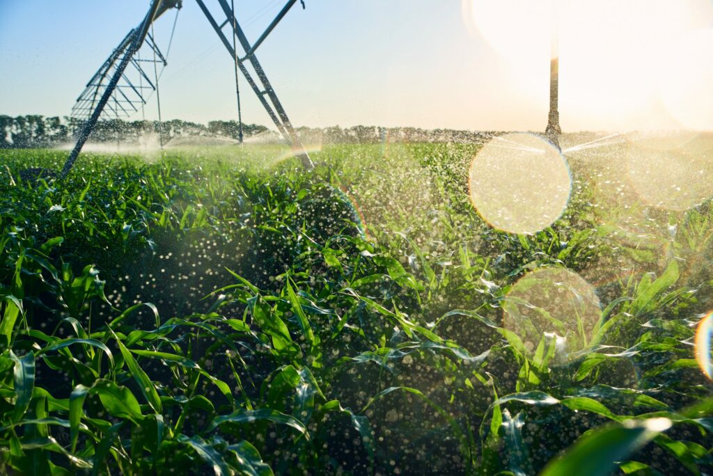 Field with corn and irrigation system