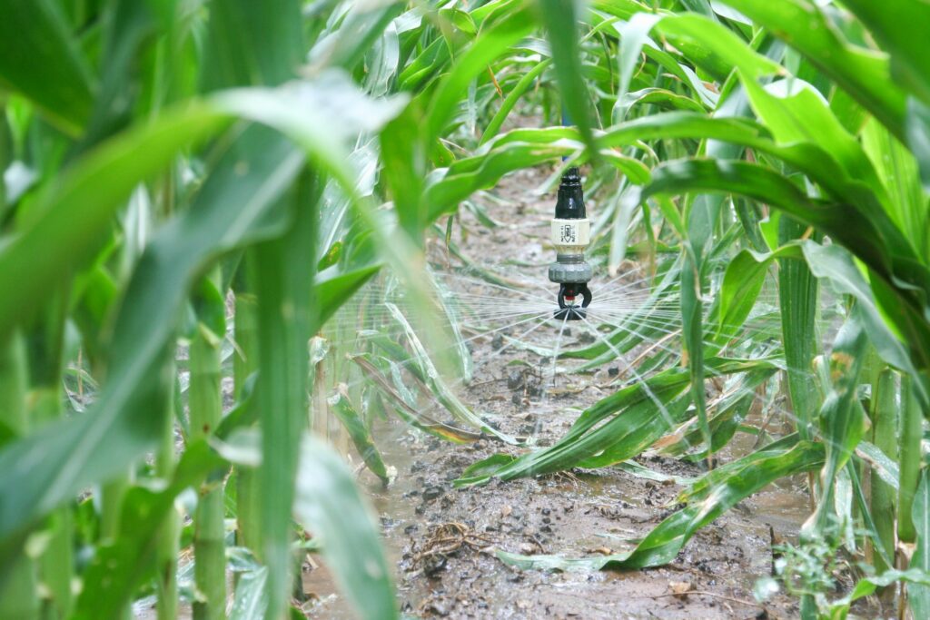 Irrigation in a corn field in Texas