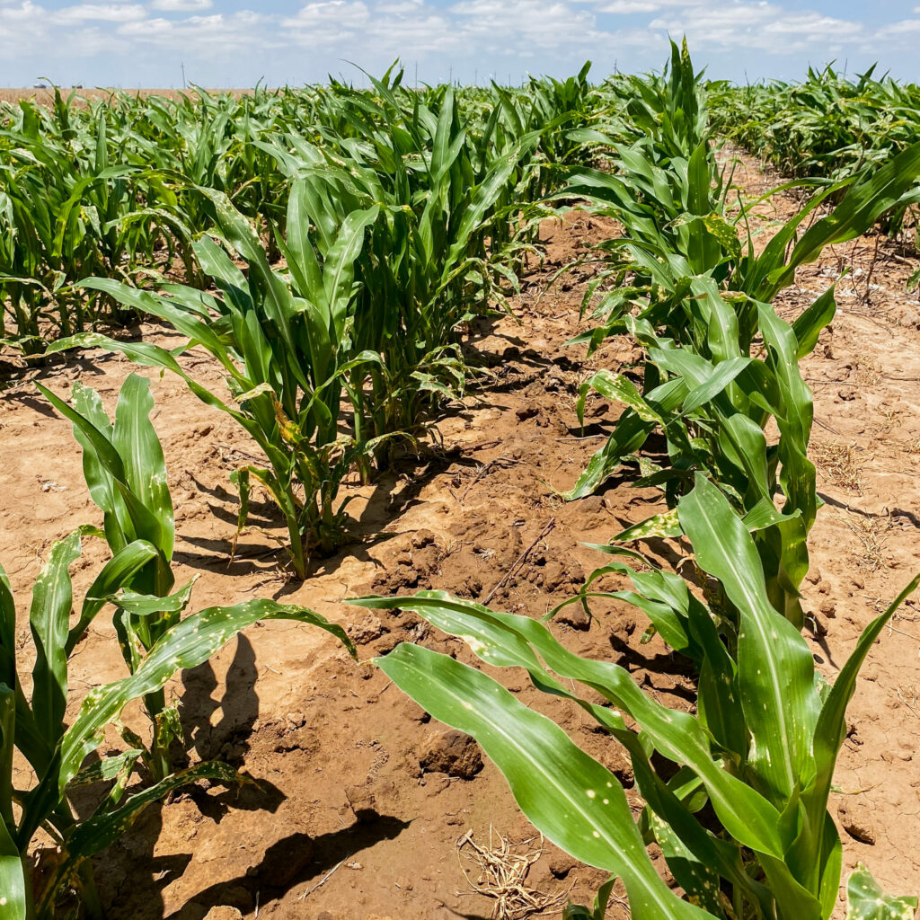 Drip irrigation supplies corn crop with water in between rows in the root zone
